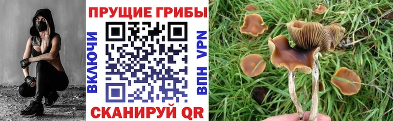 МЕГА ТОР  Ставрополь  Псилоцибиновые грибы MAGIC MUSHROOMS 